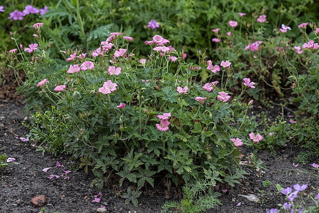 byliny-i-trawy_geranium_72075_2.jpg