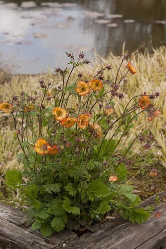 geum-nonna_6.jpg