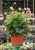 byliny-i-trawy_geum-kuklik_74864_1.jpg
