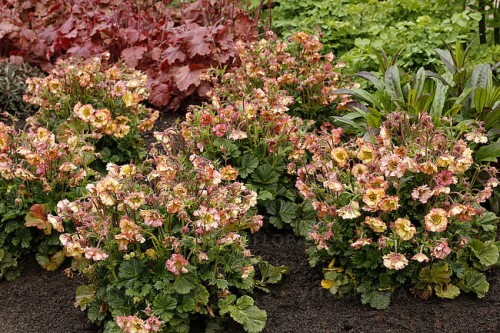 byliny-i-trawy_geum-kuklik_74864_3.jpg