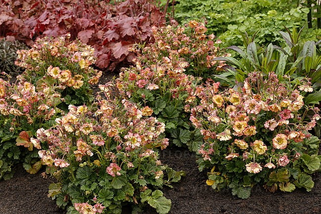 byliny-i-trawy_geum-kuklik_74864_3.jpg