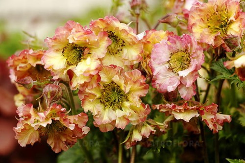 byliny-i-trawy_geum-kuklik_74864_2.jpg