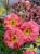 byliny-i-trawy_inne_74862_5.jpg