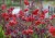 geum-flames-of-passion_71526_2.jpg