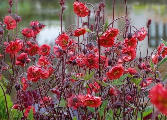 geum-flames-of-passion_71526_2.jpg