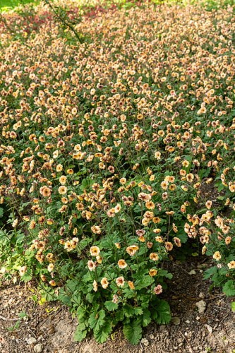 geum-x-hybrida-mai-tai_4.jpg