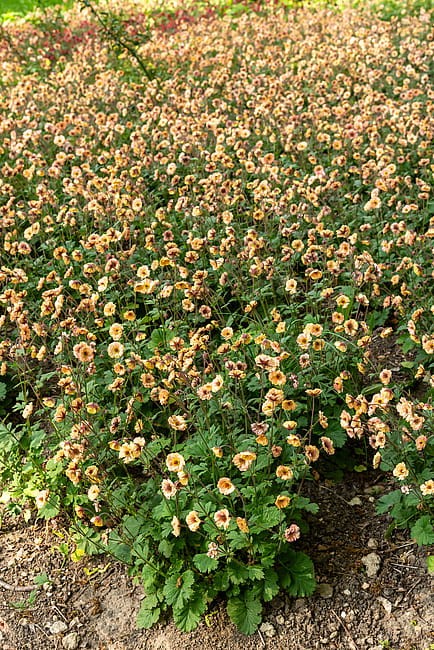 geum-x-hybrida-mai-tai_4.jpg