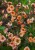 geum-mai-tai_71548_2.jpg