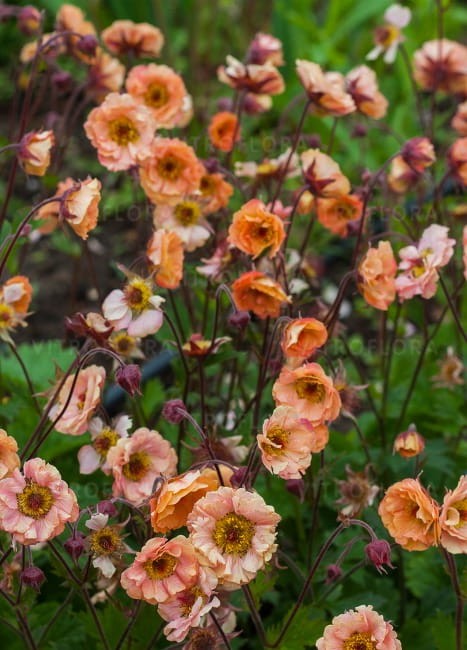 geum-mai-tai_71548_2.jpg