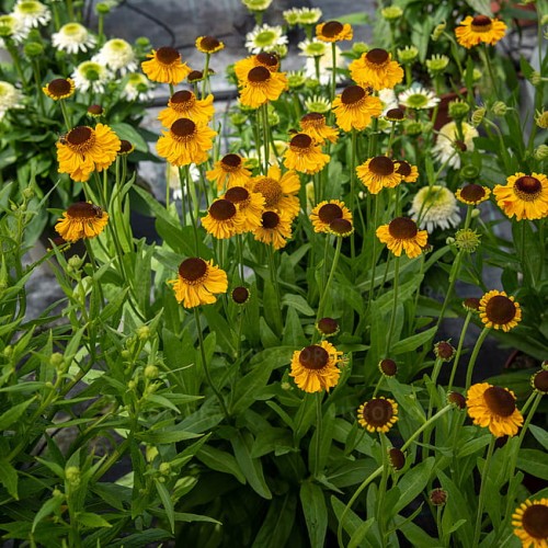 byliny-i-trawy_helenium_79812_2.jpg
