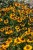 byliny-i-trawy_helenium_79812_4.jpg