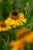 byliny-i-trawy_helenium_79812_1.jpg