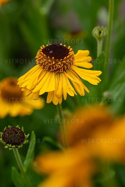 byliny-i-trawy_helenium_79812_1.jpg