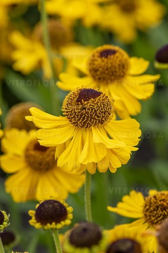 byliny-i-trawy_helenium_79812_5.jpg