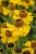 byliny-i-trawy_helenium_79812_5.jpg