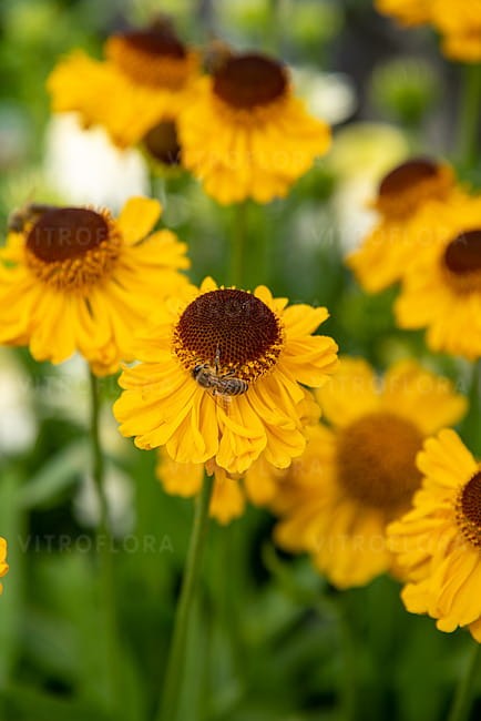 byliny-i-trawy_helenium_79812_3.jpg