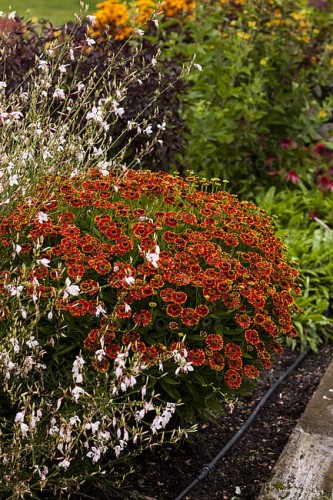 helenium-bandera_4.jpg