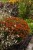 helenium-bandera_4.jpg