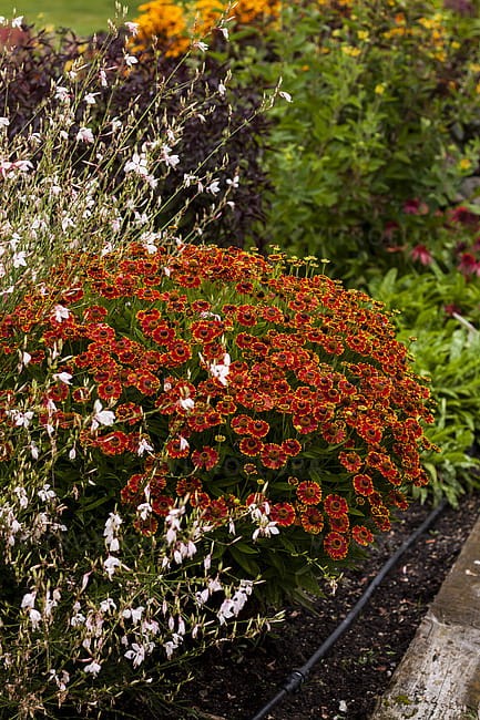 helenium-bandera_4.jpg