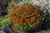 helenium-bandera_5.jpg