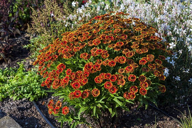 helenium-bandera_5.jpg