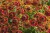 helenium-bandera_3.jpg