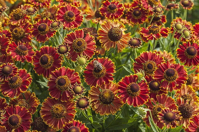 helenium-bandera_3.jpg