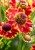 byliny-i-trawy_inne_79106_2.jpg