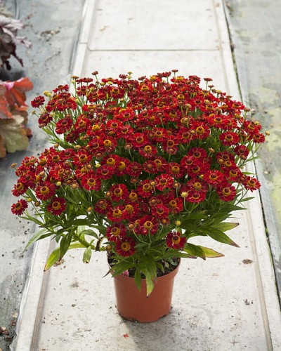 helenium-ranchera_7.jpg