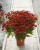 helenium-ranchera_7.jpg