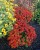 helenium-ranchera_6.jpg