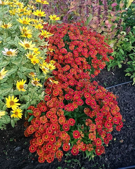 helenium-ranchera_6.jpg