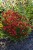 helenium-ranchera_5.jpg