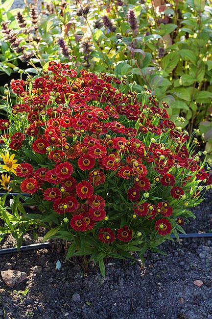 helenium-ranchera_5.jpg