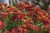 helenium-ranchera_3.jpg