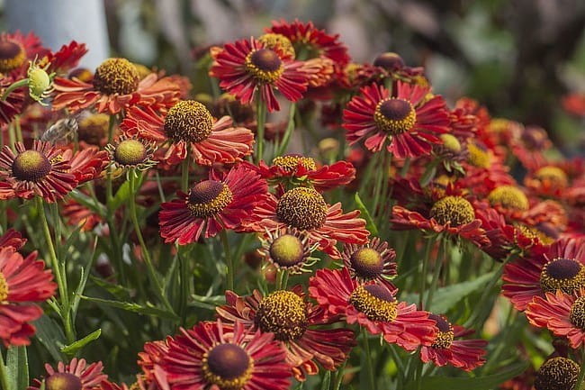 helenium-ranchera_3.jpg