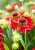 byliny-i-trawy_inne_79105_2.jpg