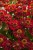 helenium-ranchera_4.jpg