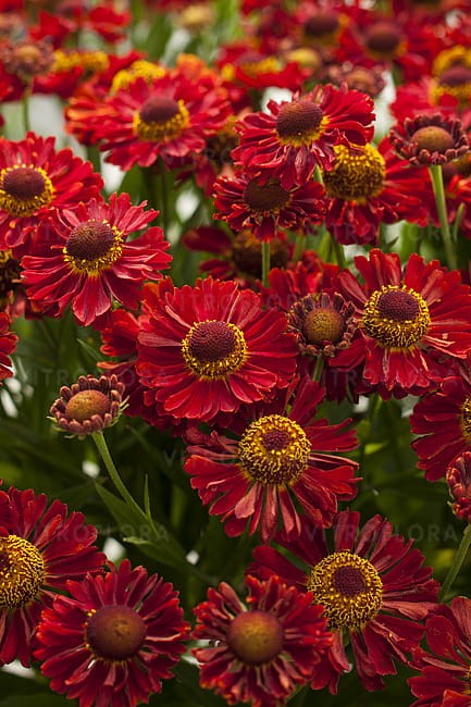 helenium-ranchera_4.jpg