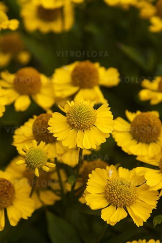 helenium-sombrero_4.jpg
