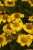 helenium-sombrero_4.jpg