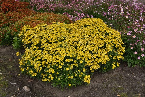 helenium-sombrero_3.jpg