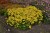 helenium-sombrero_3.jpg