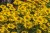 helenium-sombrero_2.jpg