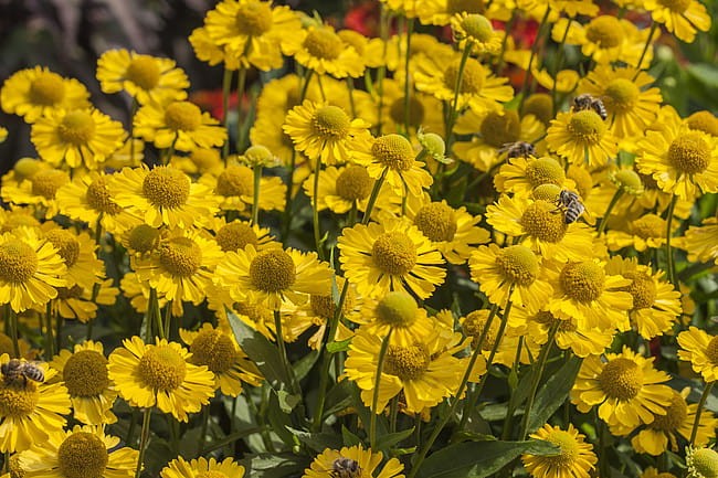 helenium-sombrero_2.jpg