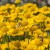 byliny-i-trawy_mariachi_79083_1.jpg