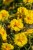 byliny-i-trawy_helianthemum_75448_3.jpg