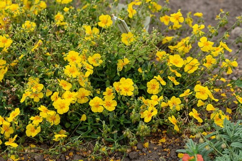 byliny-i-trawy_helianthemum_75448_7.jpg