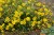 byliny-i-trawy_helianthemum_75448_7.jpg