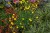 byliny-i-trawy_helianthemum_75448_6.jpg